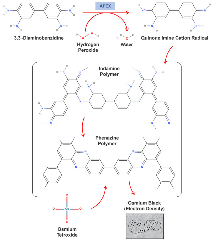 Next-Generation Protein-Ligand Interaction Networks: APEX as a Powerful Technology.
