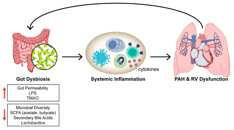 Gut Microbiome in Pulmonary Arterial Hypertension-An Emerging Frontier.