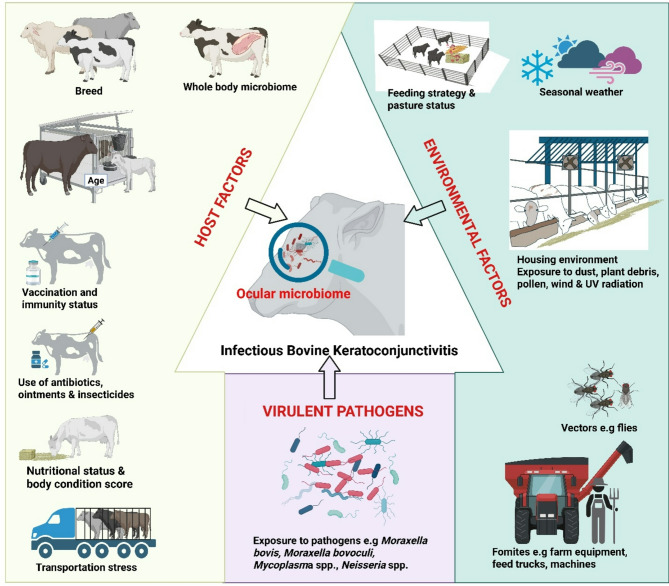 Correction: Bovine ocular microbiome: the next frontier in managing pinkeye in cattle.