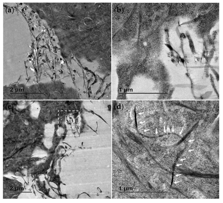 2D Hexagonal Boron Nitride (h-BN) and 1D Boron Nitride Nanotubes (BNNTs): Distinct Effects at the Cellular Level in Fish Cell Lines.