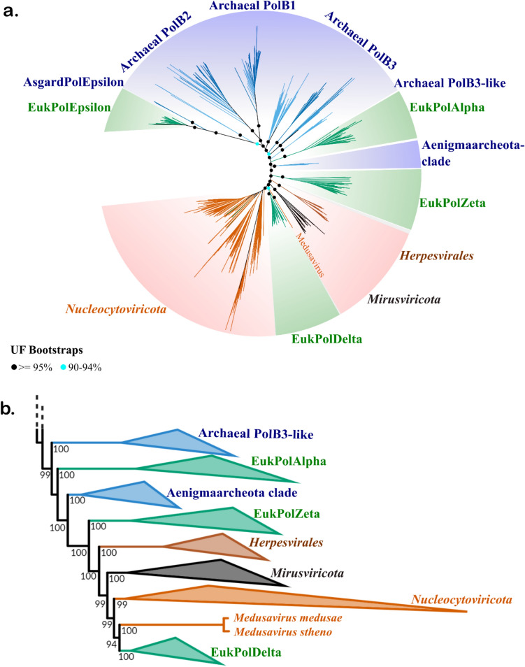 Ancient Host-Virus Gene Transfer Hints at a Diverse Pre-LECA Virosphere.