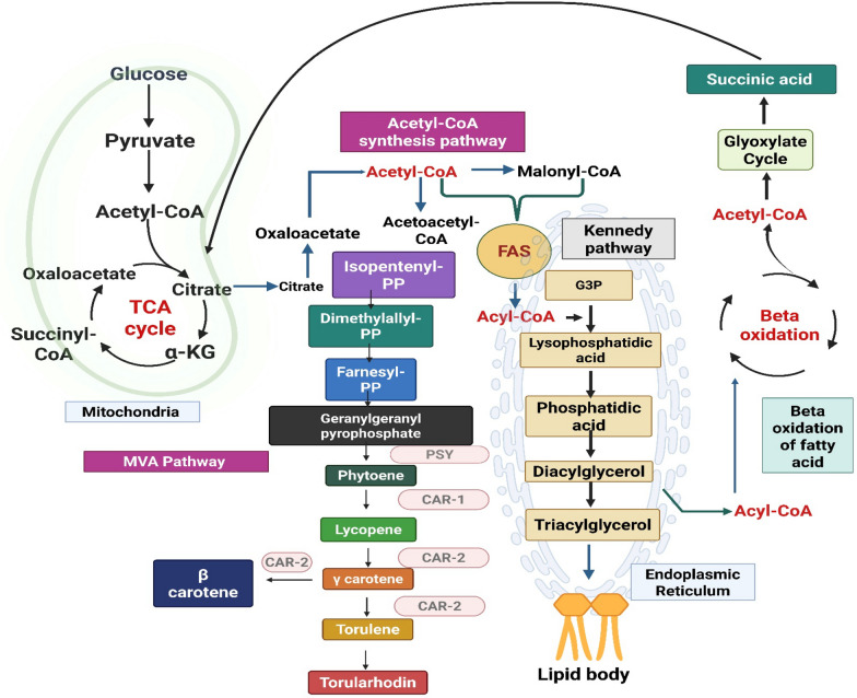 Microbial synthesis and extraction of value-added metabolites by Rhodotorula toruloides from waste stream: a sustainable approach.