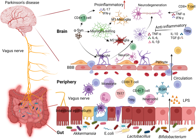 Adaptive immunity in the pathogenesis and treatments of Parkinson's disease.