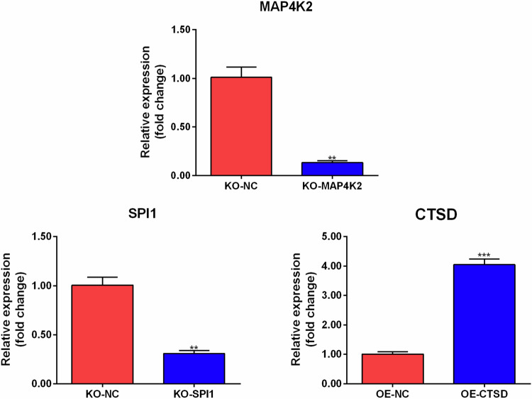 Studies on the Role of MAP4K2, SPI1, and CTSD in Osteoporosis.