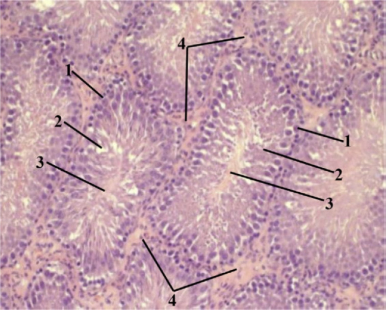 Pathological and vascular changes in the rat testiсle after experimental trauma.