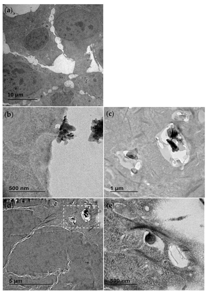 2D Hexagonal Boron Nitride (h-BN) and 1D Boron Nitride Nanotubes (BNNTs): Distinct Effects at the Cellular Level in Fish Cell Lines.