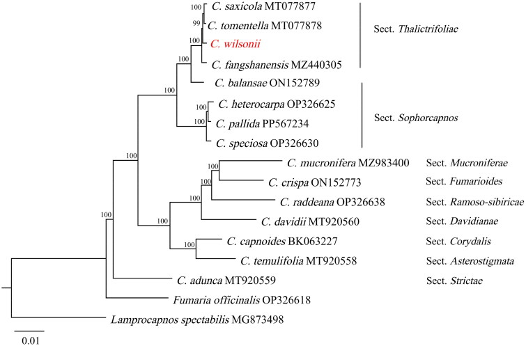 The complete chloroplast genome of <i>Corydalis wilsonii</i> N. E. Brown 1903 and its phylogenetic analysis.