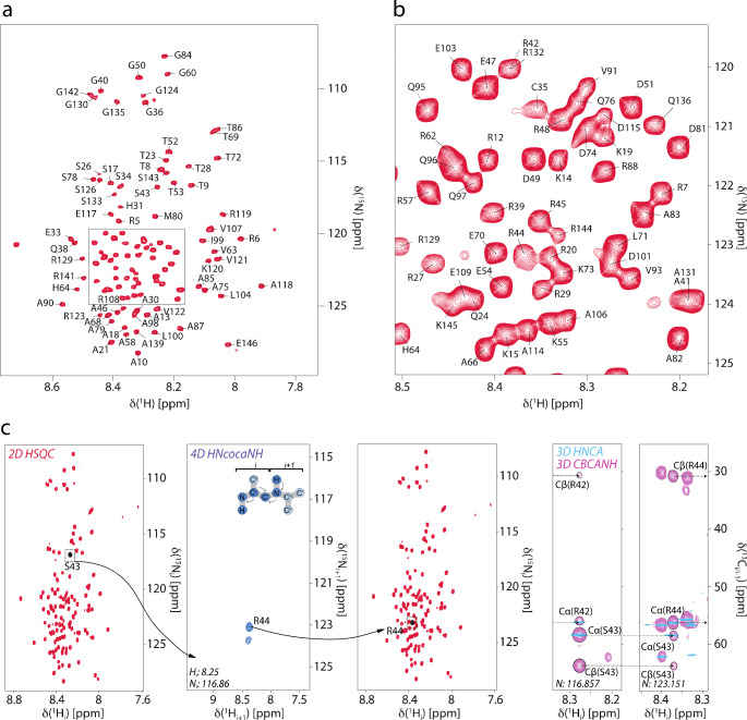 Assignment of the N-terminal domain of mouse cGAS