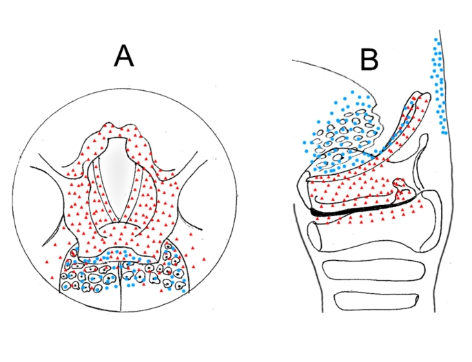 Revealing Goal-Directed Neural Control of the Pharyngeal Phase of Swallowing.