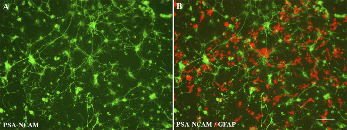 Assessing potential desflurane-induced neurotoxicity using nonhuman primate neural stem cell models.