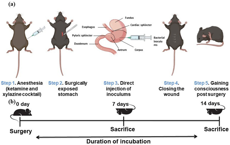 Establishment of an intragastric surgical model using C57BL/6 mice to study the vaccine efficacy of OMV-based immunogens against Helicobacter pylori.
