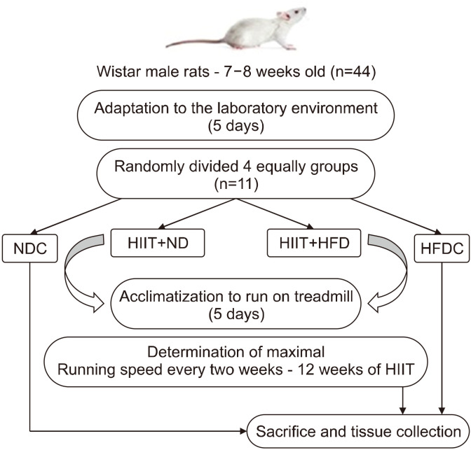 Effect of High-Intensity Interval Training on Mitigating High-Fat Diet-Induced Damage in Rat Testicular Tissue.