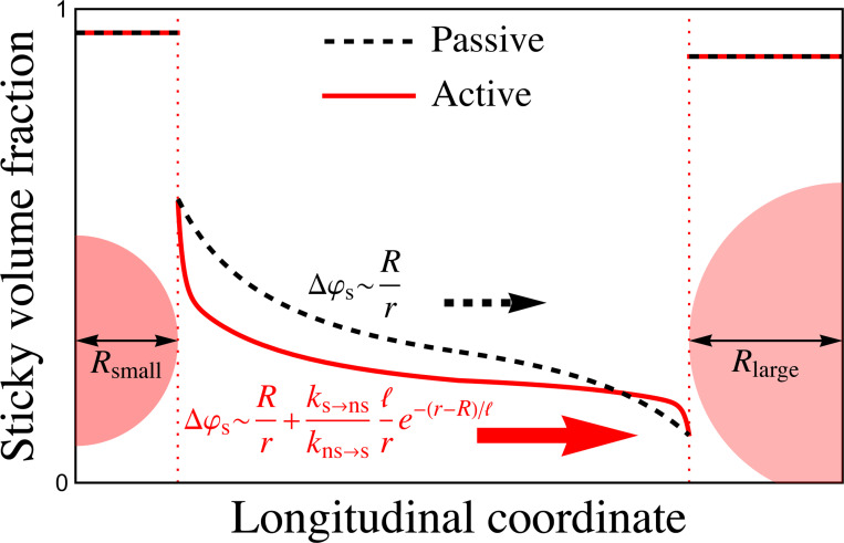 Accelerated Ostwald ripening by chemical activity.