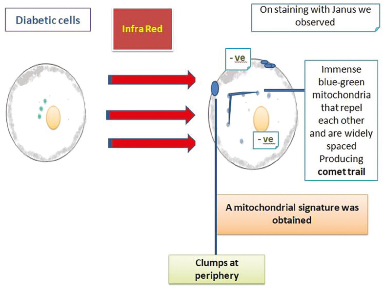 Clumpy Novel Mitochondrial Signatures in Irradiated Human Diabetic Buccal Cells: A Case Control Study.