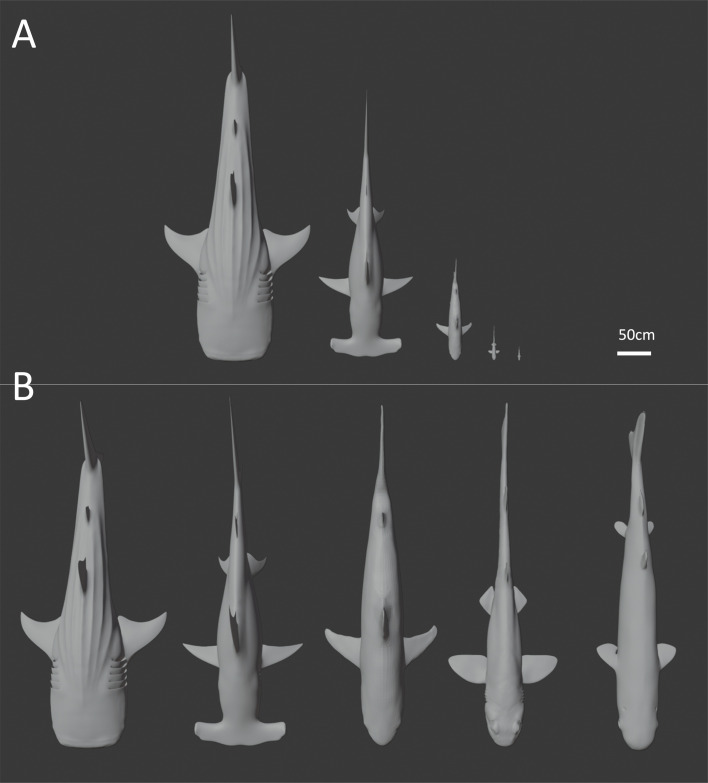 The geometry of life: testing the scaling of whole-organism surface area and volume using sharks.