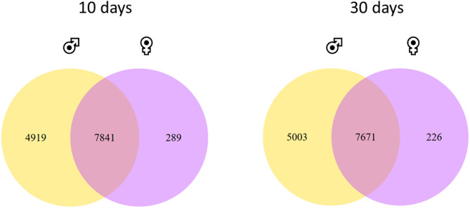 Drosophila melanogaster as a model organism to investigate sex specific differences.