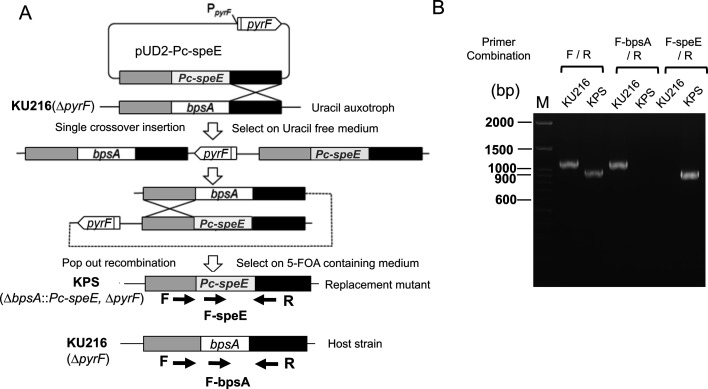 Replacement of branched-chain polyamine biosynthesis with thermospermine supports survival under both cold and heat stress in the hyperthermophilic archaeon <i>Thermococcus kodakarensis</i>.