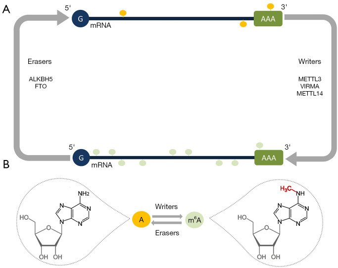 The 6-methyladenine erasers ALKBH5 and FTO influence chemotherapy efficiency in bladder cancer cell lines.
