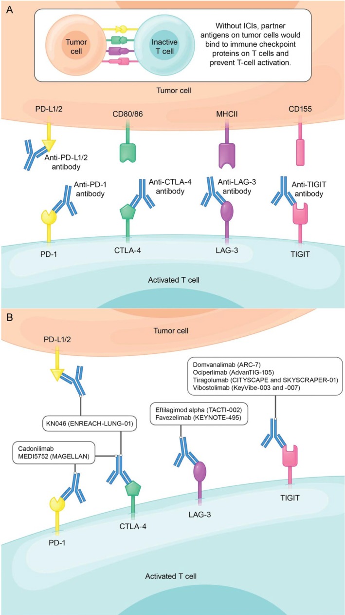 Immune Checkpoint Inhibitor-Based Therapy as the First-Line Treatment for Advanced Non-Small Cell Lung Cancer: Efficacy, Challenges, and Future Perspectives.