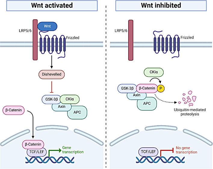 CTNNB1 syndrome mouse models.