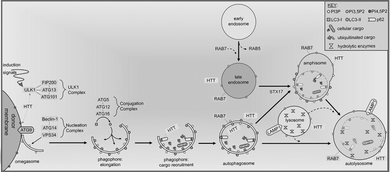Navigating the neuronal recycling bin: Another look at huntingtin in coordinating autophagy.