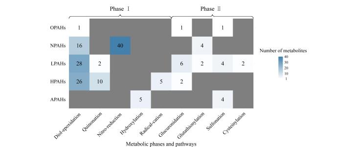 [Progress in the metabolic and biotransformation of polycyclic aromatic hydrocarbons and their derivatives in humans].
