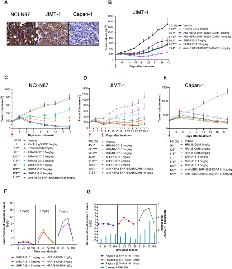SHR-A1811, a novel anti-HER2 antibody-drug conjugate with optimal drug-to-antibody ratio, efficient tumor killing potency, and favorable safety profiles.