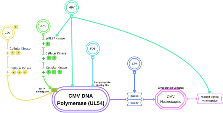 Tackling CMV in Transplant Recipients: Past, Present, and Future.