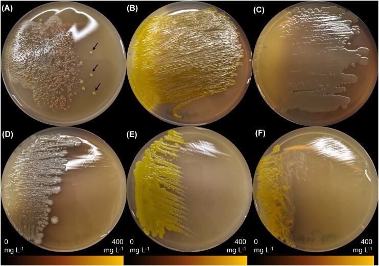 Microbial custody: key microbiome inhabitant Sphingomonas alleviates silver nanoparticle toxicity in Daphnia magna.