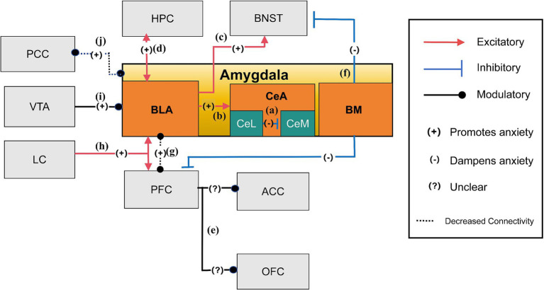 Research progress on the neural circuits mechanisms of anxiety.