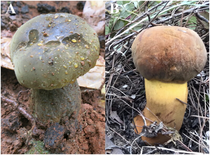 The complete mitochondrial genome sequences of <i>Phlebopus portentosus</i> and <i>Leccinum extremiorientale</i> (Boletales; Boletinellaceae: Phlebopus; Leccinum).
