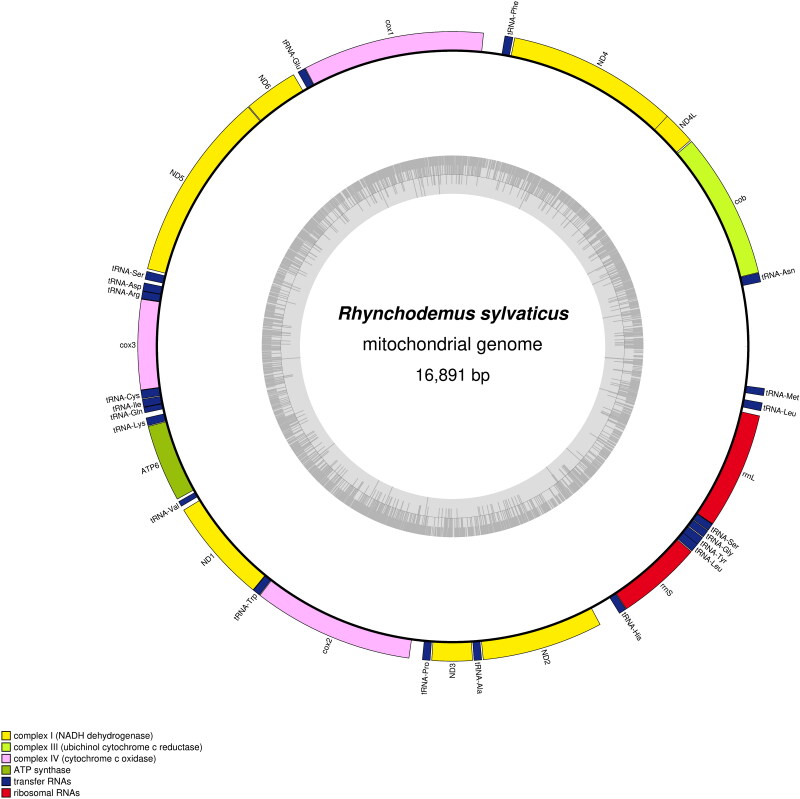 The mitogenome of the Northern Hemisphere native terrestrial flatworm <i>Rhynchodemus sylvaticus</i> (Leidy, 1851) (Platyhelminthes, Geoplanidae).