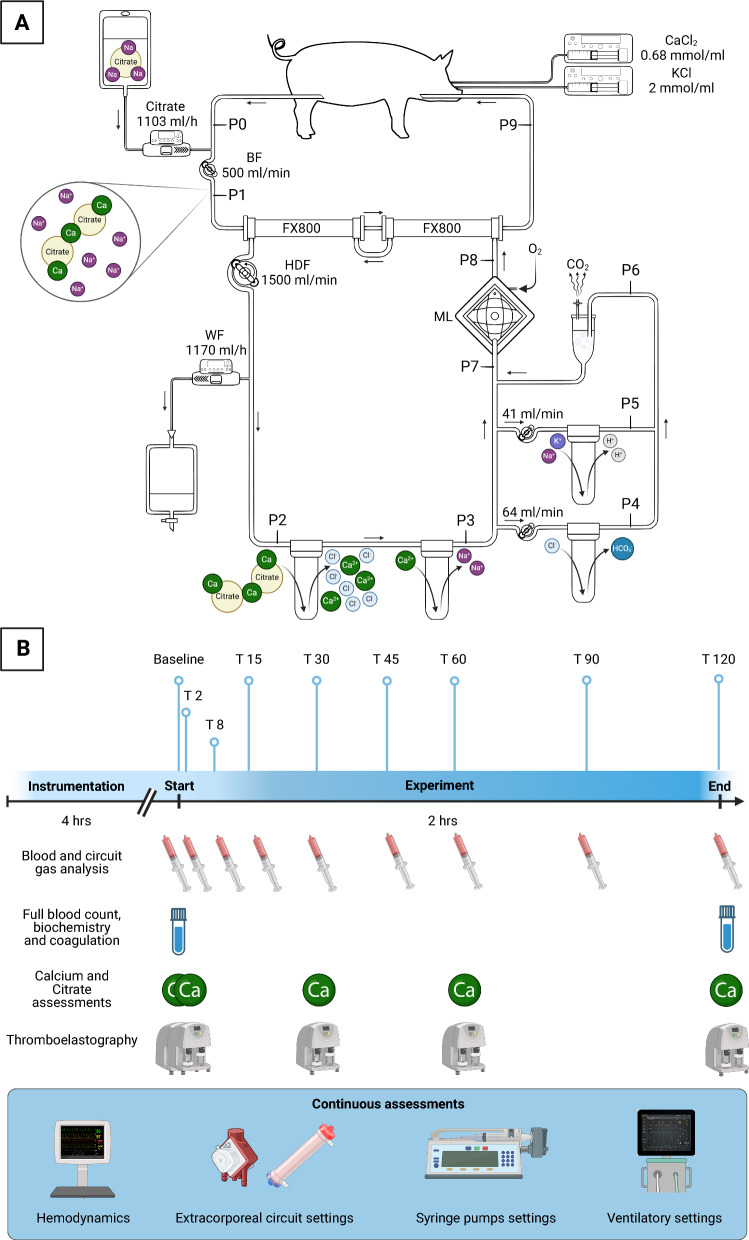 Citrate regional anticoagulation of 500 ml/min of extracorporeal blood flow: an experimental study.