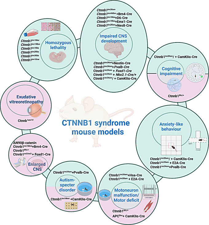 CTNNB1 syndrome mouse models.