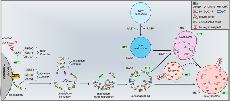 Navigating the neuronal recycling bin: Another look at huntingtin in coordinating autophagy.