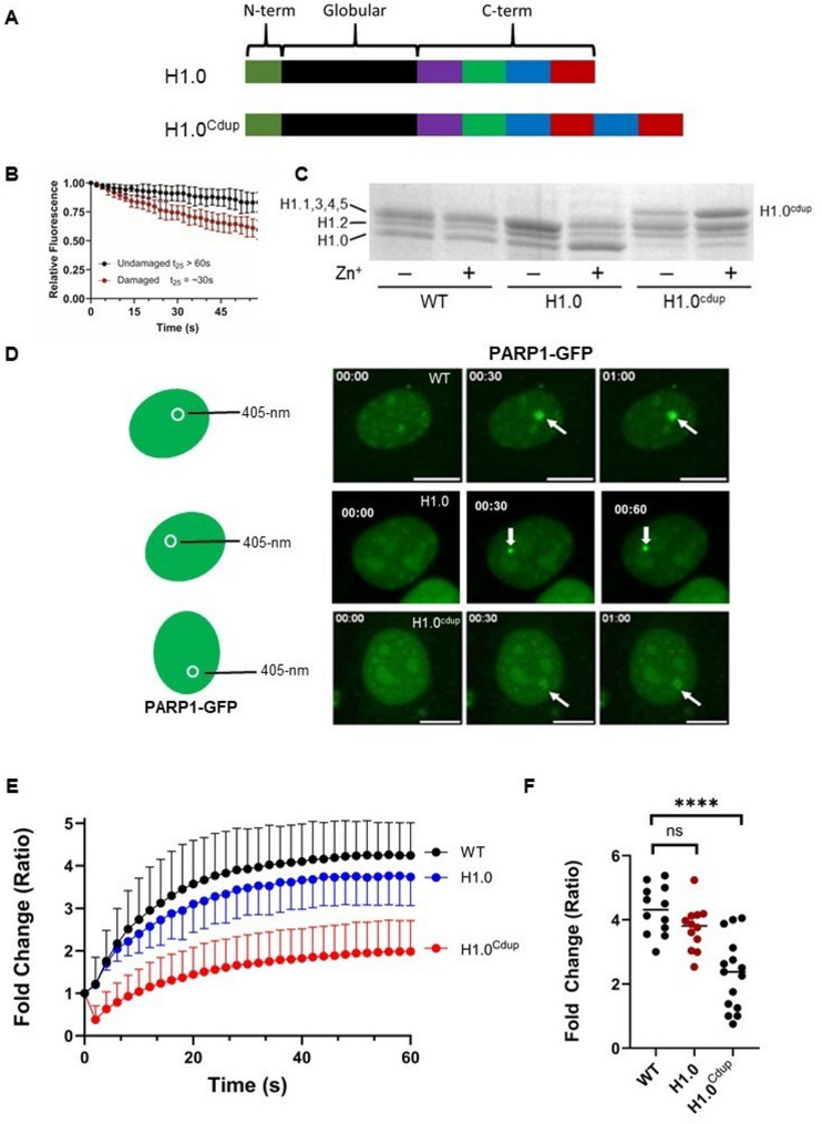 The linker histone chaperone Prothymosin α (PTMA) is essential for efficient DNA damage repair and the recruitment of PARP1.