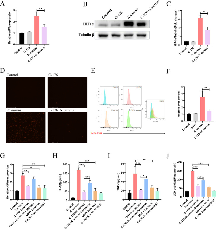 STING contributes to the inflammation and proliferation of <i>Staphylococcus aureus</i> via mitochondrial reactive oxygen species-hypoxic inducible factor 1α axis in epithelial cells.