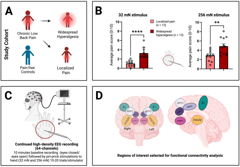 Disruptions in cortical circuit connectivity distinguish widespread hyperalgesia from localized pain.