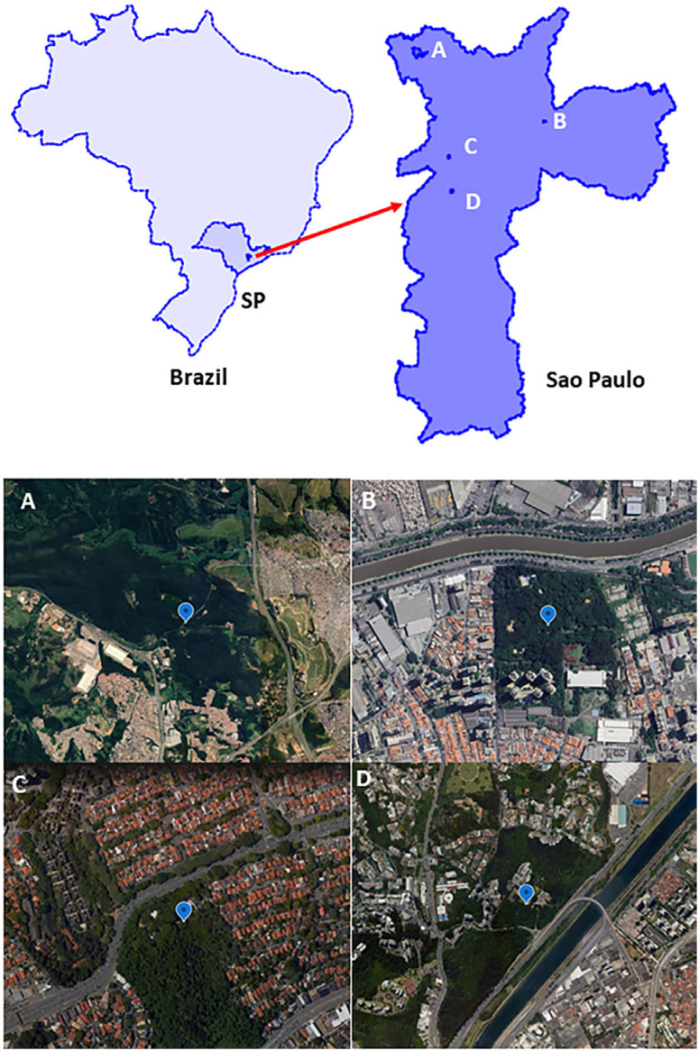 Detection of Furrundu phlebovirus in Aedes scapularis (Diptera: Culicidae) collected in urban parks, in a highly urbanized city.