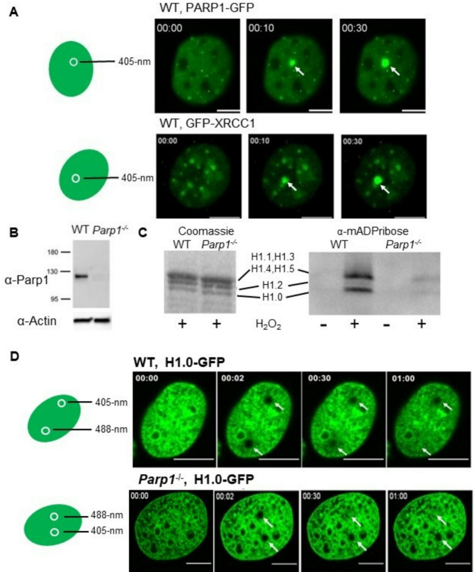 The linker histone chaperone Prothymosin α (PTMA) is essential for efficient DNA damage repair and the recruitment of PARP1.