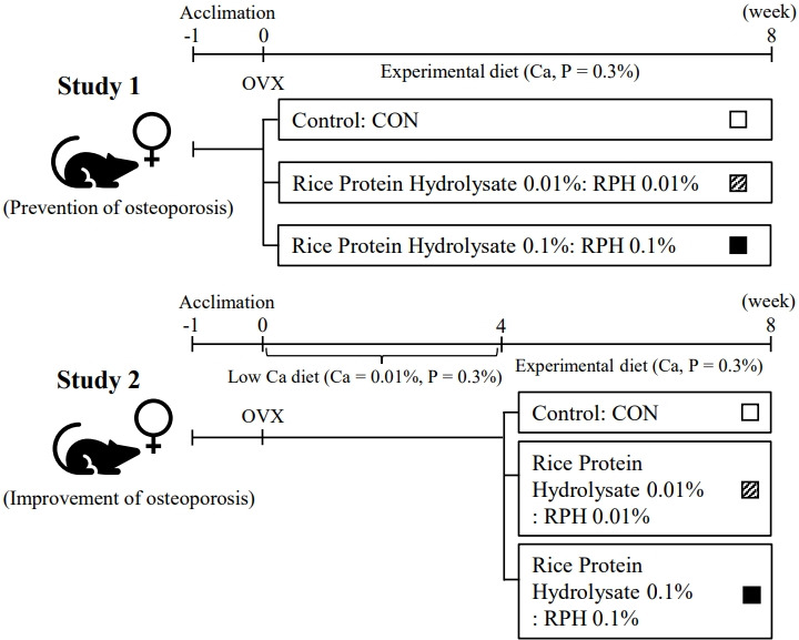 Effects of rice protein hydrolysate on bone fracture properties in ovariectomized rats.