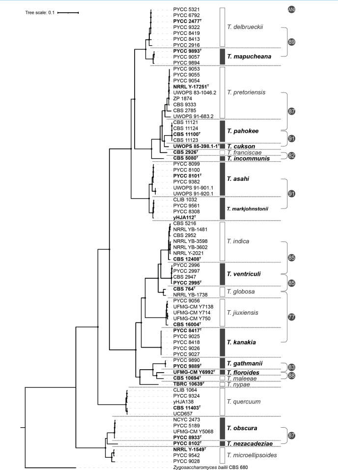 A taxogenomic view of the genus <i>Torulaspora</i>: an expansion from ten to twenty-two species.
