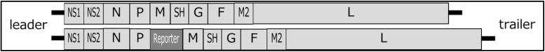Improved RSV Neutralization Assay Using Recombinant RSV Expressing Reporter Fluorescent Protein.