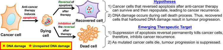 Unravelling the pathological roles of anastasis in cancer recurrence.