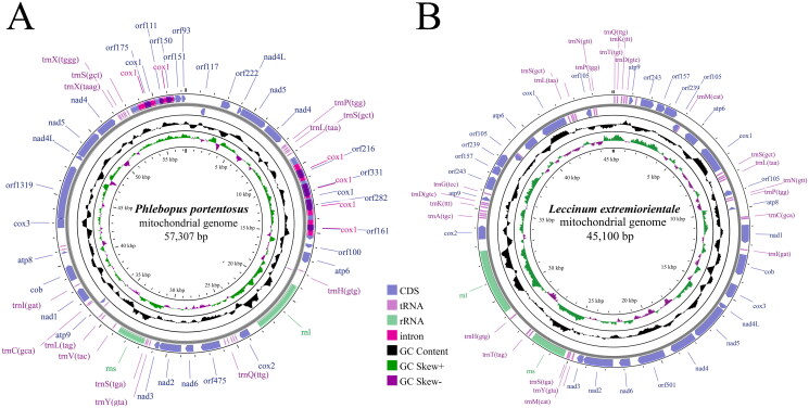 The complete mitochondrial genome sequences of <i>Phlebopus portentosus</i> and <i>Leccinum extremiorientale</i> (Boletales; Boletinellaceae: Phlebopus; Leccinum).
