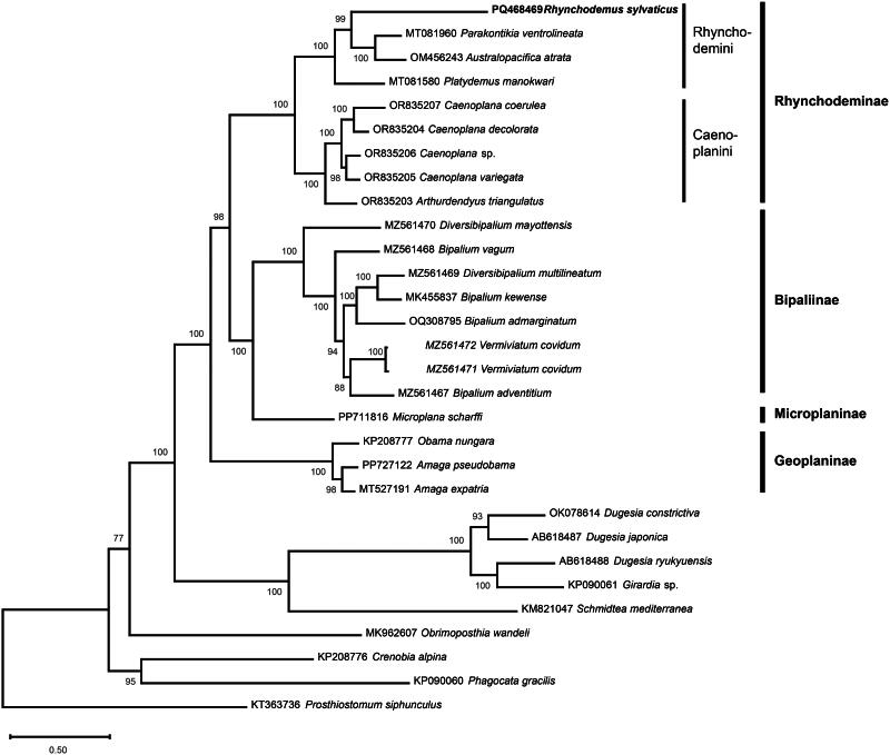 The mitogenome of the Northern Hemisphere native terrestrial flatworm <i>Rhynchodemus sylvaticus</i> (Leidy, 1851) (Platyhelminthes, Geoplanidae).