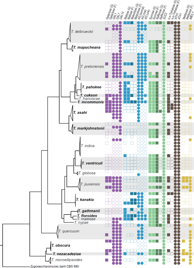 A taxogenomic view of the genus <i>Torulaspora</i>: an expansion from ten to twenty-two species.
