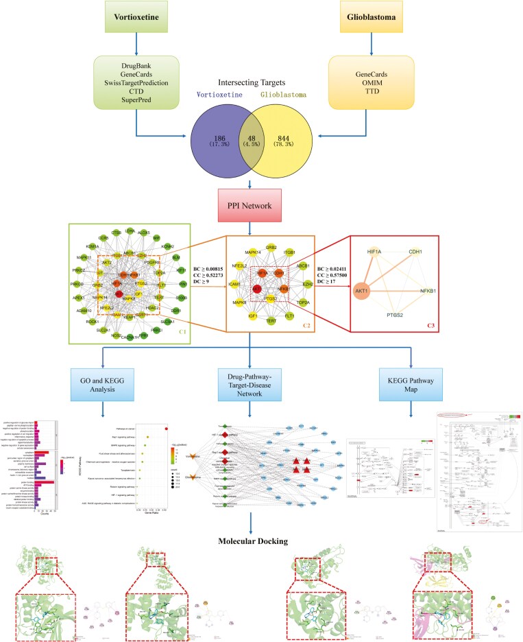 Molecular targets of vortioxetine mediating glioblastoma suppression revealed by gene and protein network analyses and molecular docking simulations.