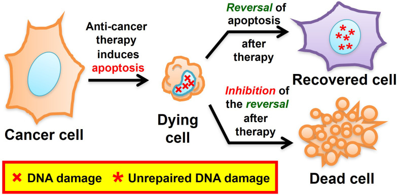 Unravelling the pathological roles of anastasis in cancer recurrence.