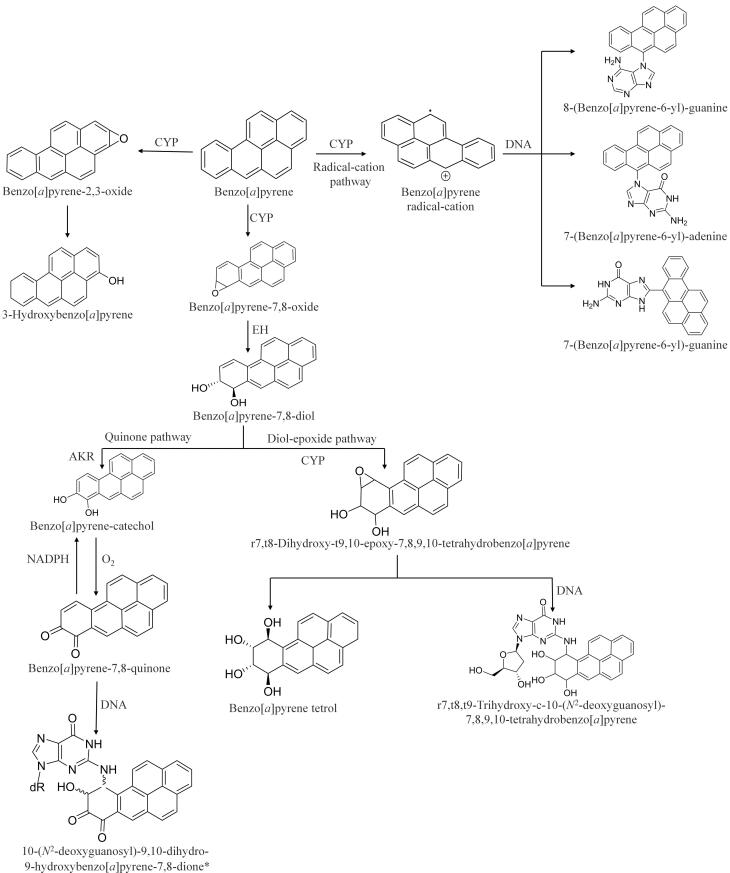 [Progress in the metabolic and biotransformation of polycyclic aromatic hydrocarbons and their derivatives in humans].